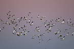 snow geese