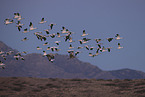 snow geese