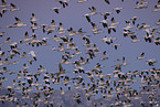 snow geese