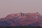 snow geese