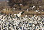 snow geese