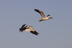 snow geese