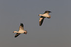 snow geese