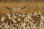 snow geese