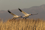 snow geese