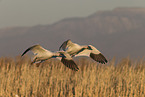 snow geese