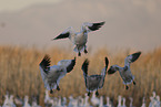snow geese