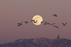 snow geese