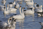 snow geese