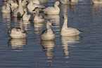 snow geese