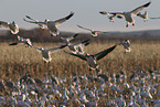 snow geese