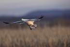 snow goose