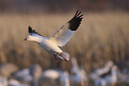 snow goose