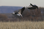 snow geese