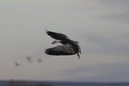 snow goose