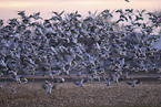 snow geese