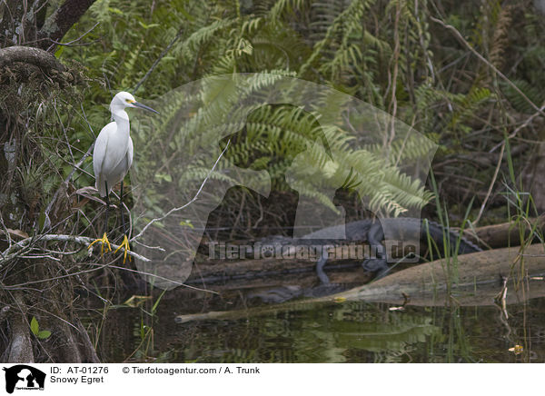 Snowy Egret / AT-01276