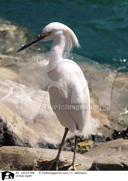 snowy egret / CD-01356