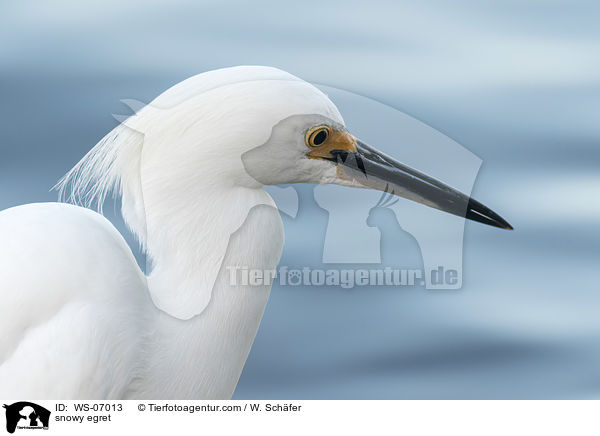 Schmuckreiher / snowy egret / WS-07013