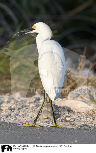 Schmuckreiher / snowy egret / WS-07014