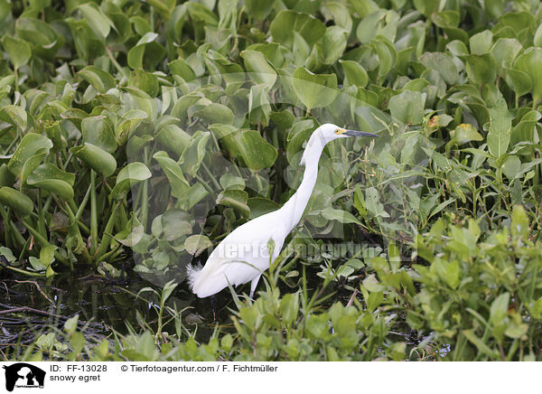 Schmuckreiher / snowy egret / FF-13028