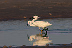 Snowy Egret