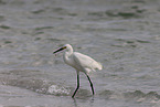 Snowy Egret