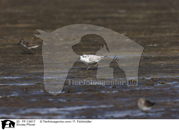 Schneeregenpfeifer / Snowy Plover / FF-13817