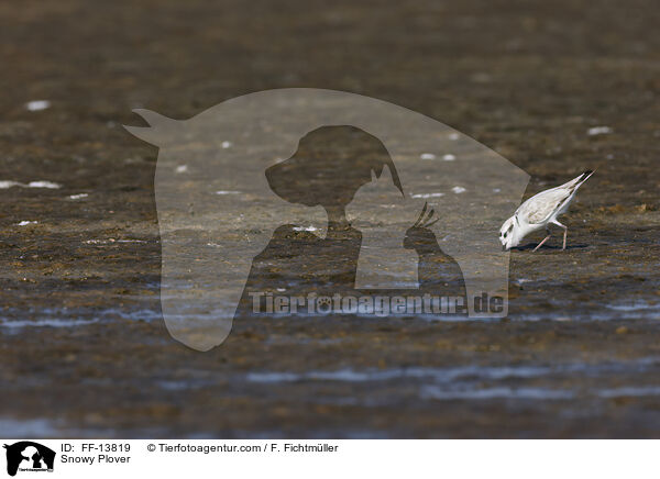 Schneeregenpfeifer / Snowy Plover / FF-13819