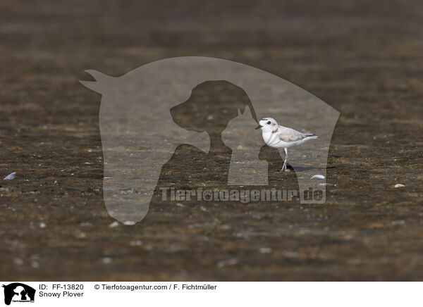 Schneeregenpfeifer / Snowy Plover / FF-13820