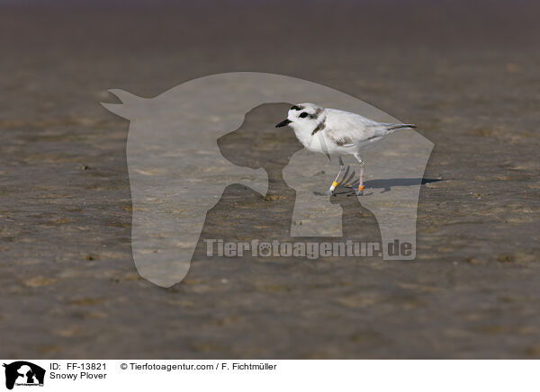 Snowy Plover / FF-13821