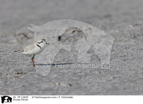 Snowy Plover / FF-13825