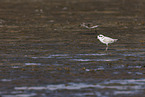 Snowy Plover