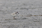 Snowy Plover