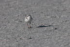Snowy Plover