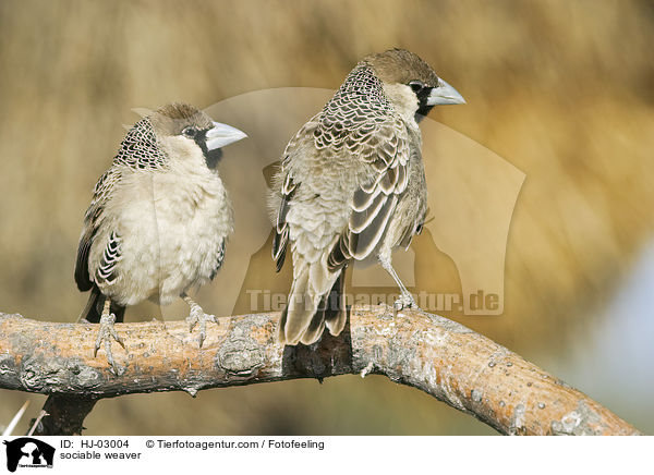 sociable weaver / HJ-03004