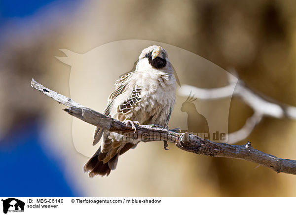 social weaver / MBS-06140