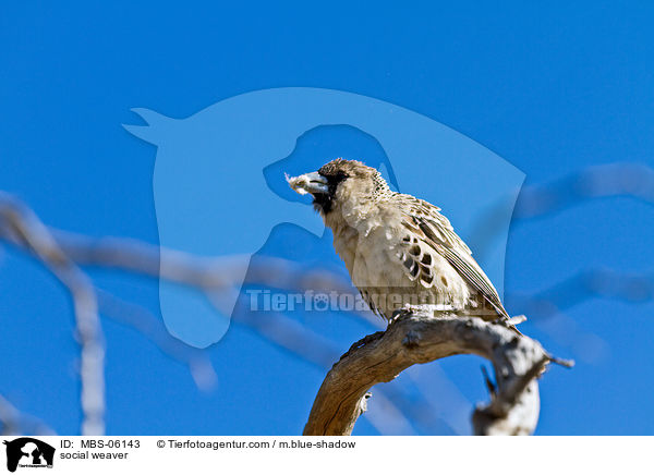 social weaver / MBS-06143