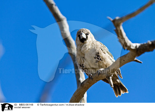 social weaver / MBS-06148