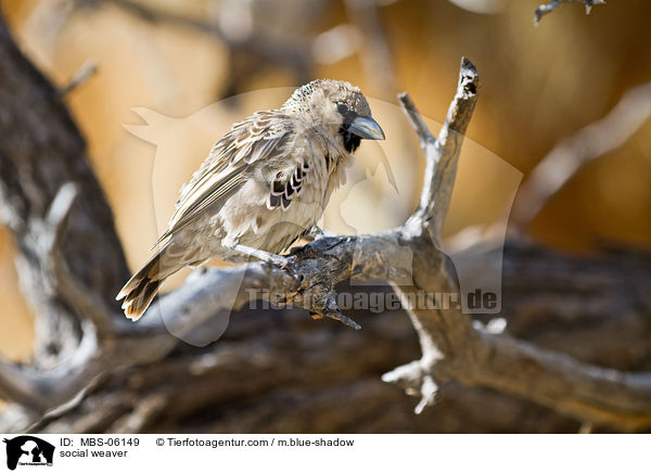 social weaver / MBS-06149