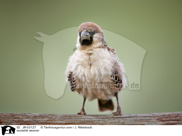 sociable weaver / JR-03127