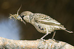 sociable weaver