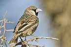 sociable weaver
