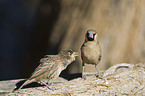 sociable weaver