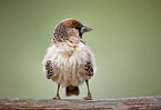 sociable weaver