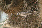 sociable weaver