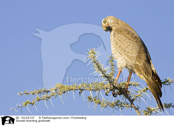 Somali chanting goshawk / HJ-03137