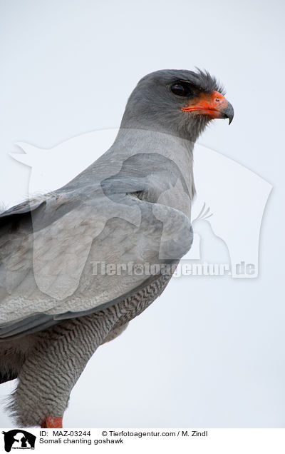 Weibrzel Singhabicht / Somali chanting goshawk / MAZ-03244