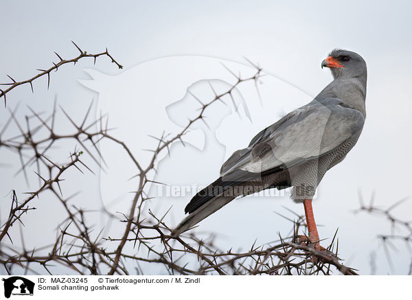 Weibrzel Singhabicht / Somali chanting goshawk / MAZ-03245