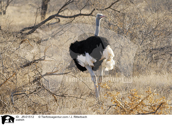 ostrich / JR-01512